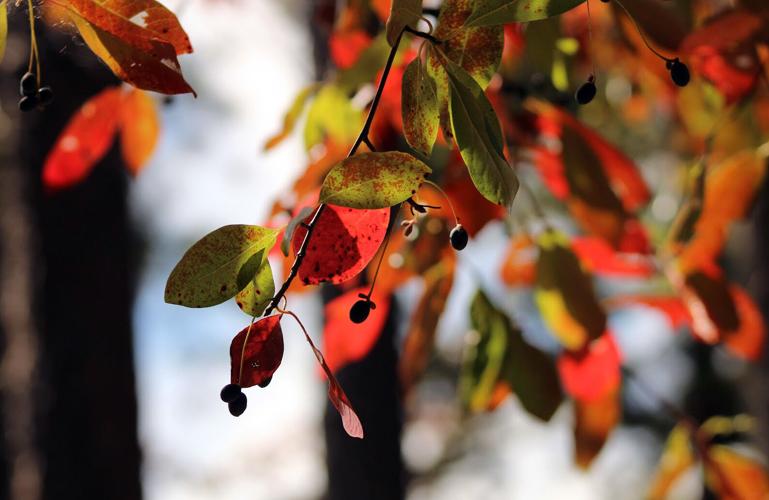 fall leaves 2 at WCSP
