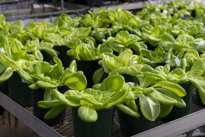 ‘Lettuce’ grow it five different ways