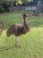 runaway-emu-spa-991946-1