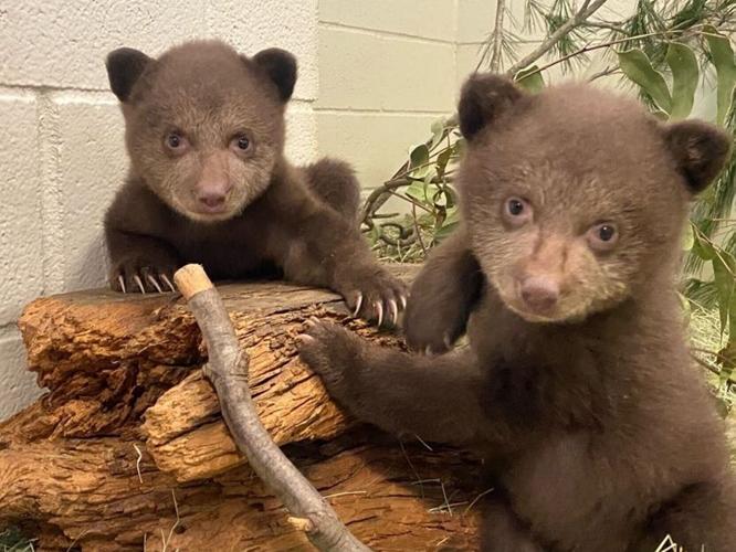 Orphan bear cubs cared for by keepers dressed as mother bear