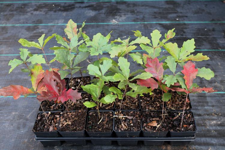 Grow trees from scratch