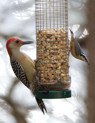 Winter Feeding