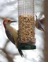 Winter Feeding