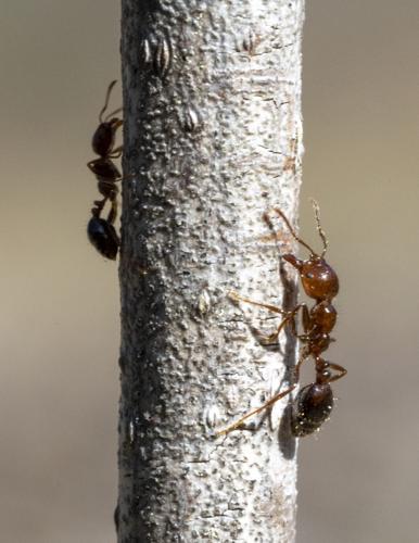The Invasion of the Fire Ants