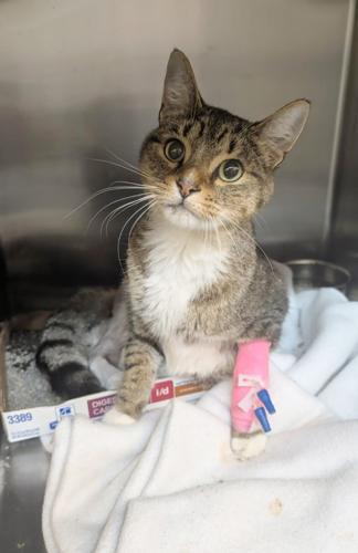 20251203 Cat Rescue 2.jpg