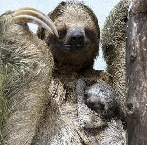 Sloth family recovers after rescue from trafficking