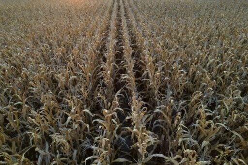 Some farmers might opt to grow more soybeans rather than corn, which requires more fertilizer