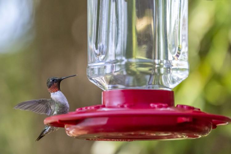 Hundreds of Hummingbirds