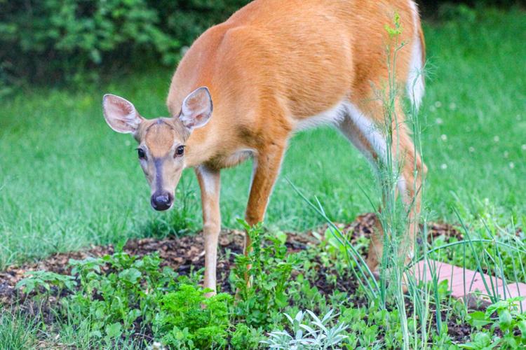 Oh Deer!