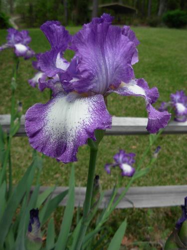 Spring Garden
