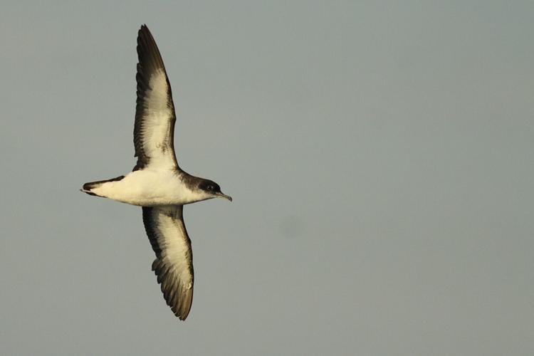 Seabirds can suffer “jet lag” during long flights – causing them to lose their way