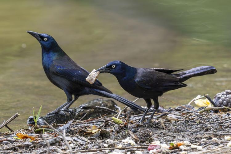 Grackle_7158_20260418.tif