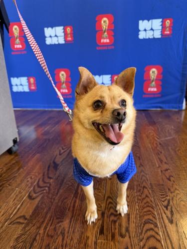 Purina celebrated the launch of Dog Days at FIFA Fan Festival™ in Kansas City, Mo., on May 12, 2026, with Keeper, a 7-year-old mixed-breed dog available for adoption through KC Pet Project. Keeper modeled the official KC2026 x Purina pet kit at the pres...