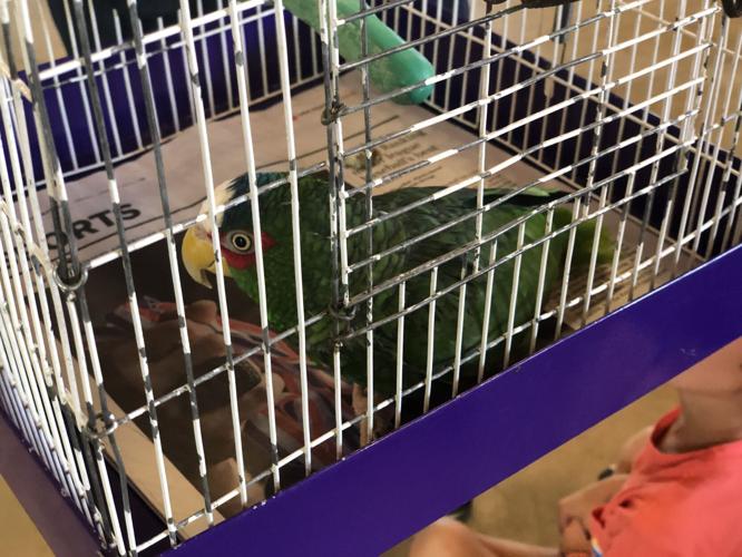 PHOTO GALLERY: Eclectic library's summer reading program