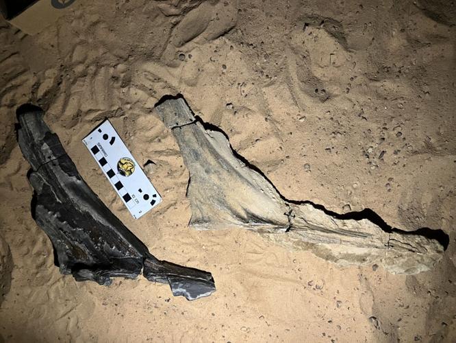 Newly discovered scimitar-crested dinosaur was “hell heron” that fed on fish