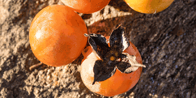 Nature of the Lake: American Persimmon