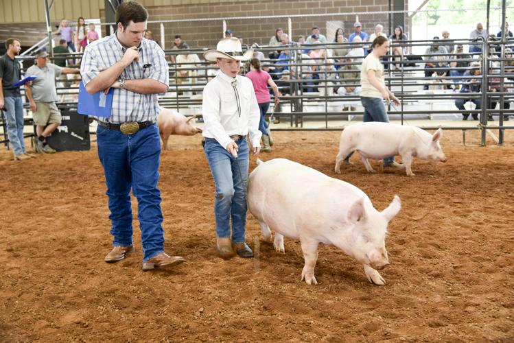050226Pig2.jpg