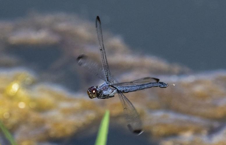 Slaty Skimmer