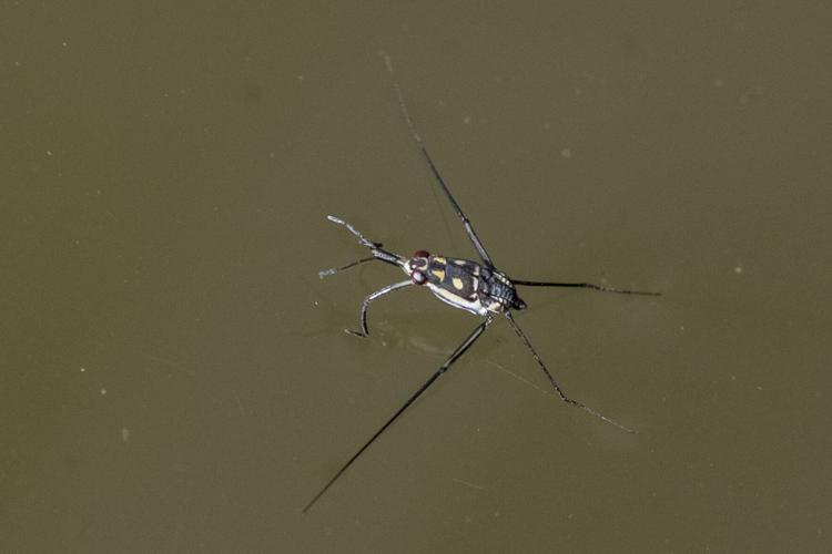 Water Striders