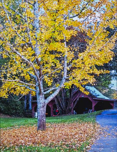 Art & Photography Contest Winners