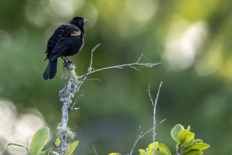 Wind Creek State Park hosts Birdfest