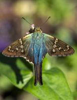 Long-tailed Skipper