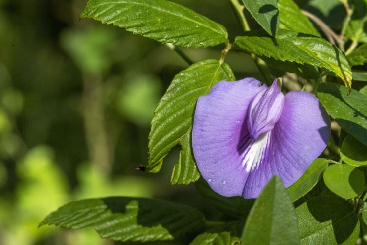 Spurred Butterfly Pea