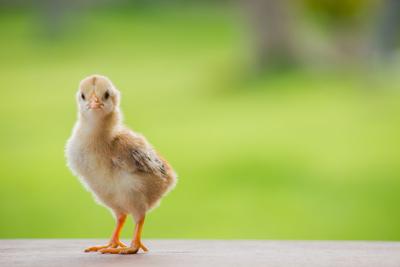 4-H gears up for the Poultry Project