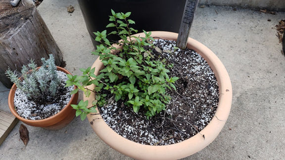 Before the Frost Hits