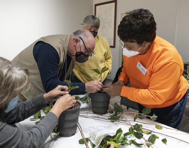 PHOTOS: Camellia grafting workshop