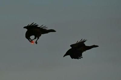 A new study suggests ravens use navigation and spatial memory techniques to scavenge with sophistication
