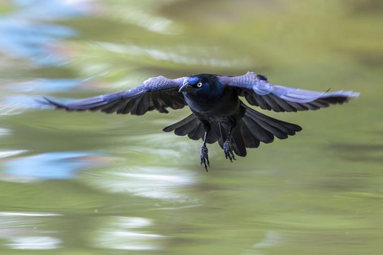 Grackle_7311_20260418.tif