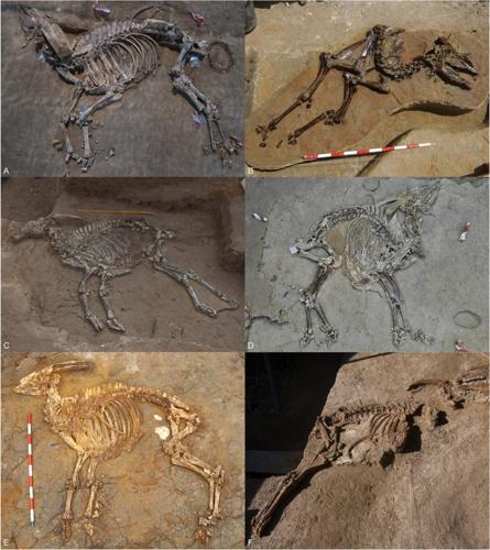 Ancestors of today’s cattle roamed grasslands of Europe four million years ago