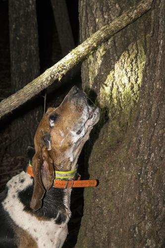 Champions of the Night