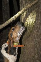 Champions of the Night