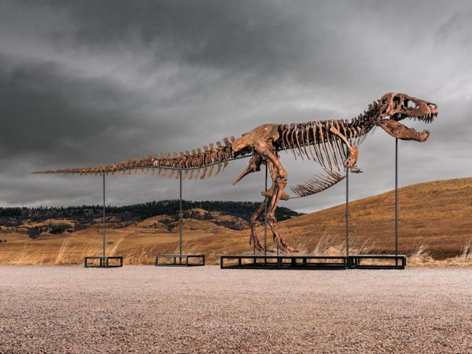 T. rex named Gus could fetch up to $30m at auction