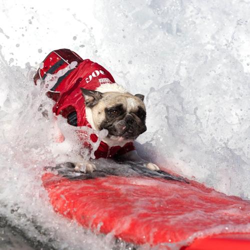 SurFURs are set to make a splash