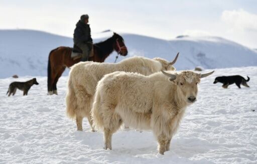 Yaks hold deep cultural and symbolic importance in the traditionally nomadic country