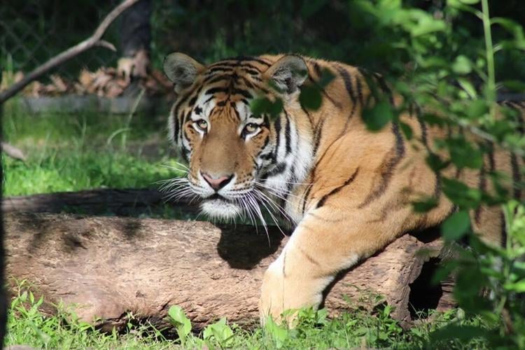 John Ball Zoological Garden Grand Rapids