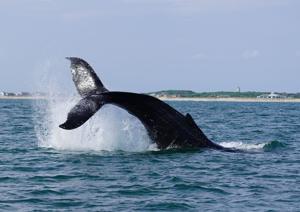 A humpback whale spotted during the Brunswick Community College/University of North Carolina Wilmington dolphin survey.