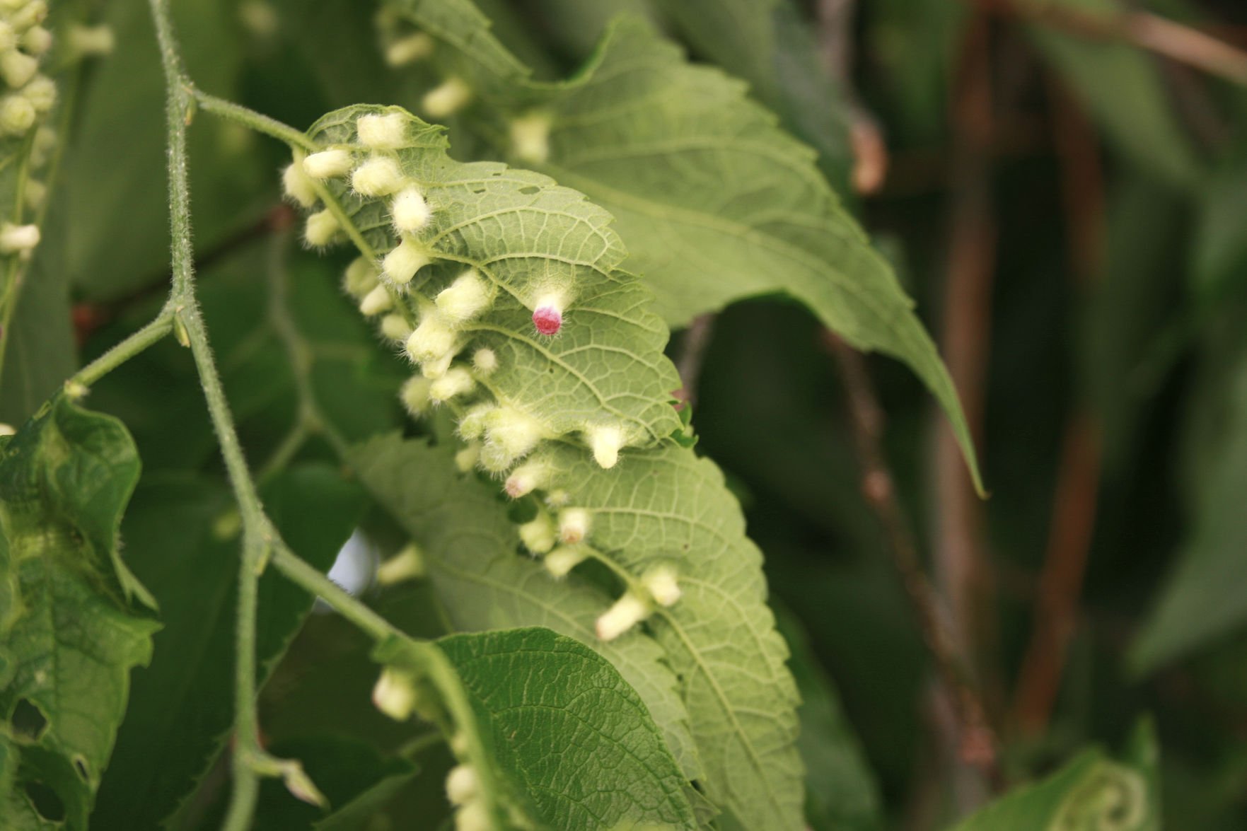 What's The Deal With Those Weird Bumps On Tree Leaves?