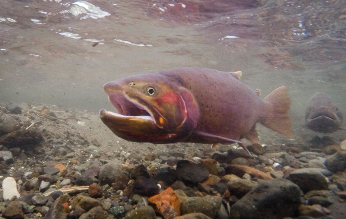Yellowstone cutthroat trout