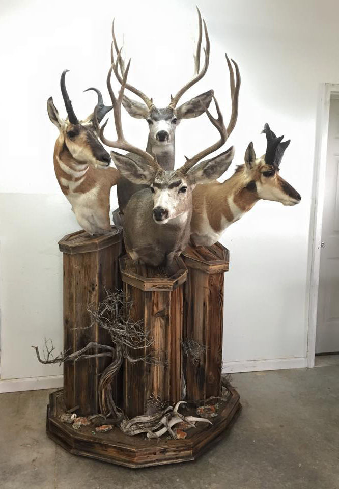 Photos Lander taxidermist brings hunters' trophies to life Open