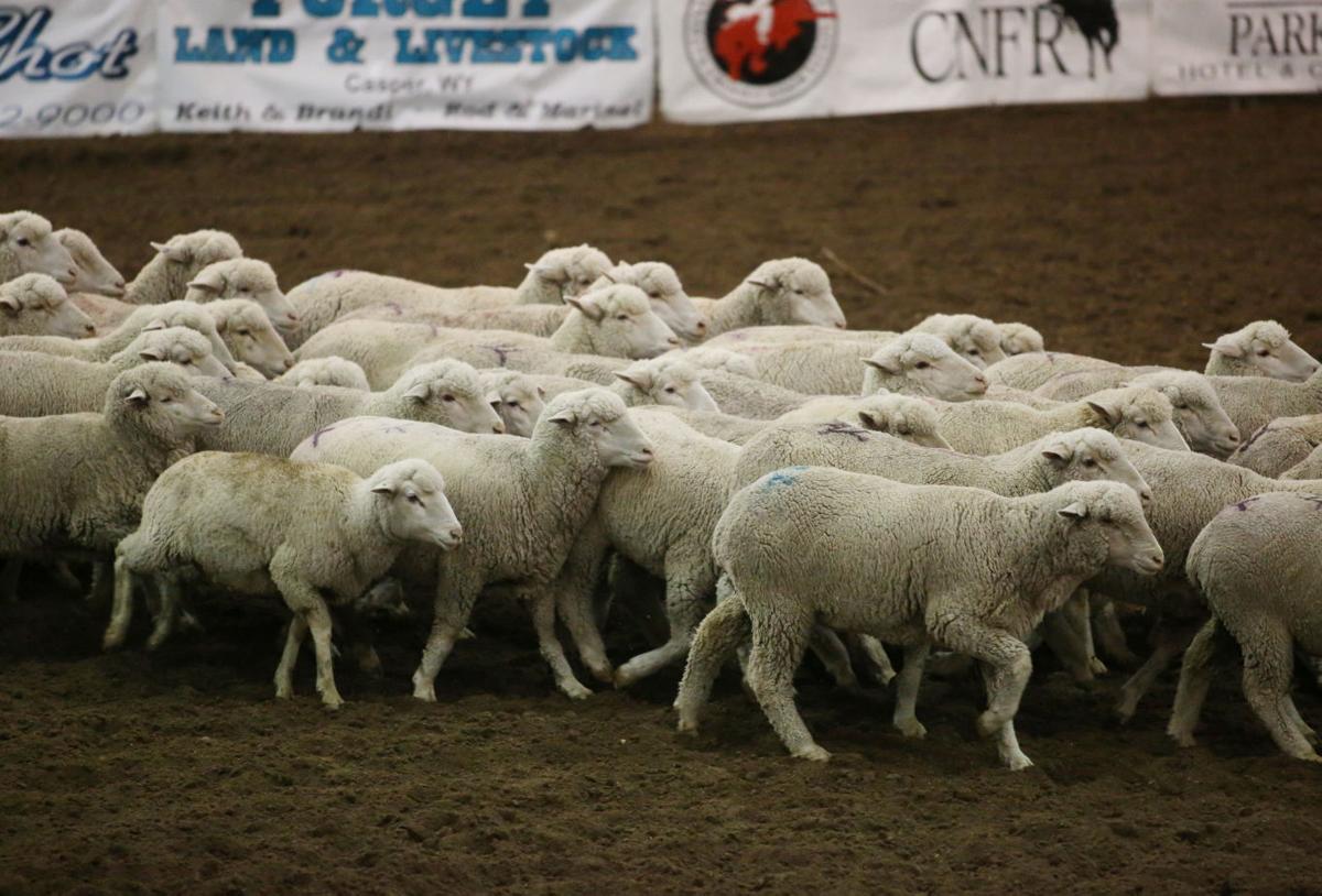 Gallery: Sheep Dog Trials | Casper | trib.com