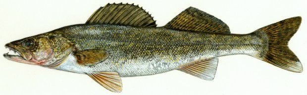 South Dakota GF&P to conduct walleye study | Open Spaces | trib.com