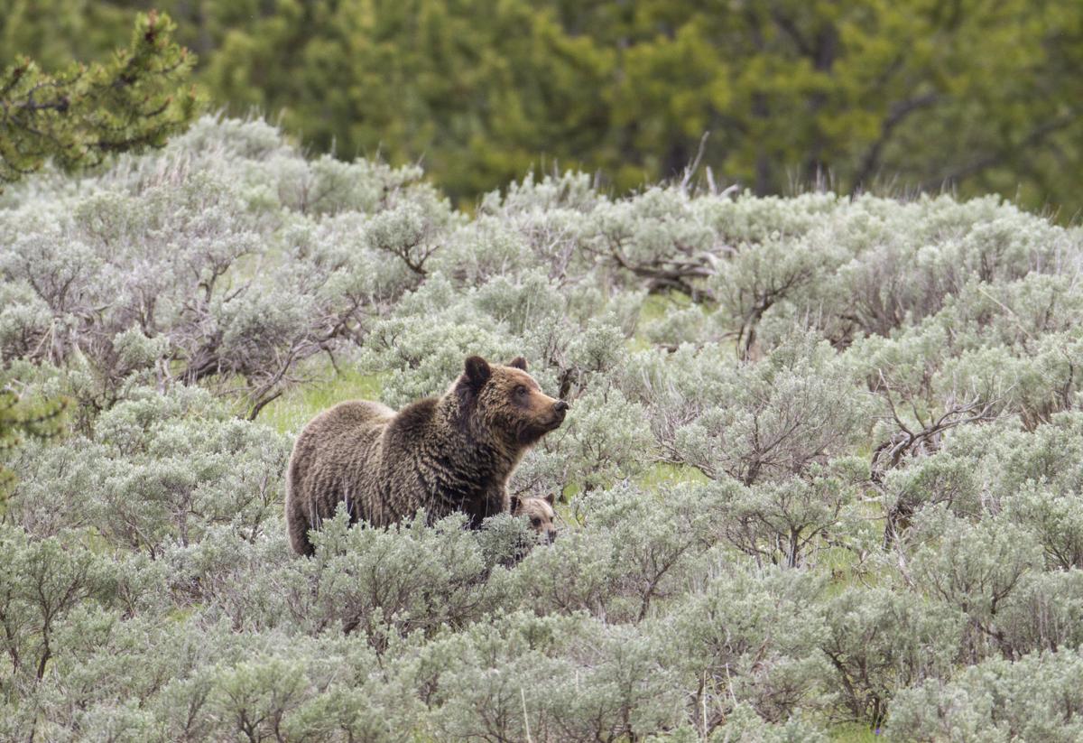 Grizzly mama of the Tetons sets out to break a record - WyoFile