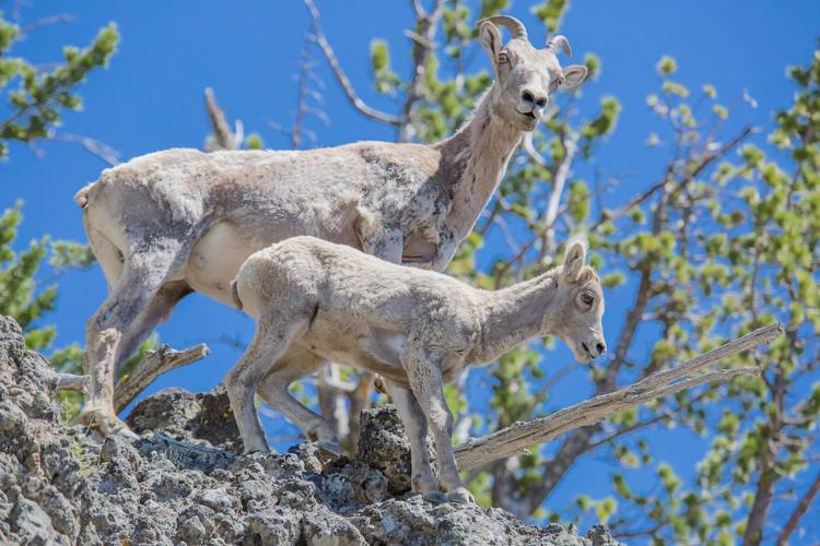 Hunting bighorn sheep ewes to save the herd