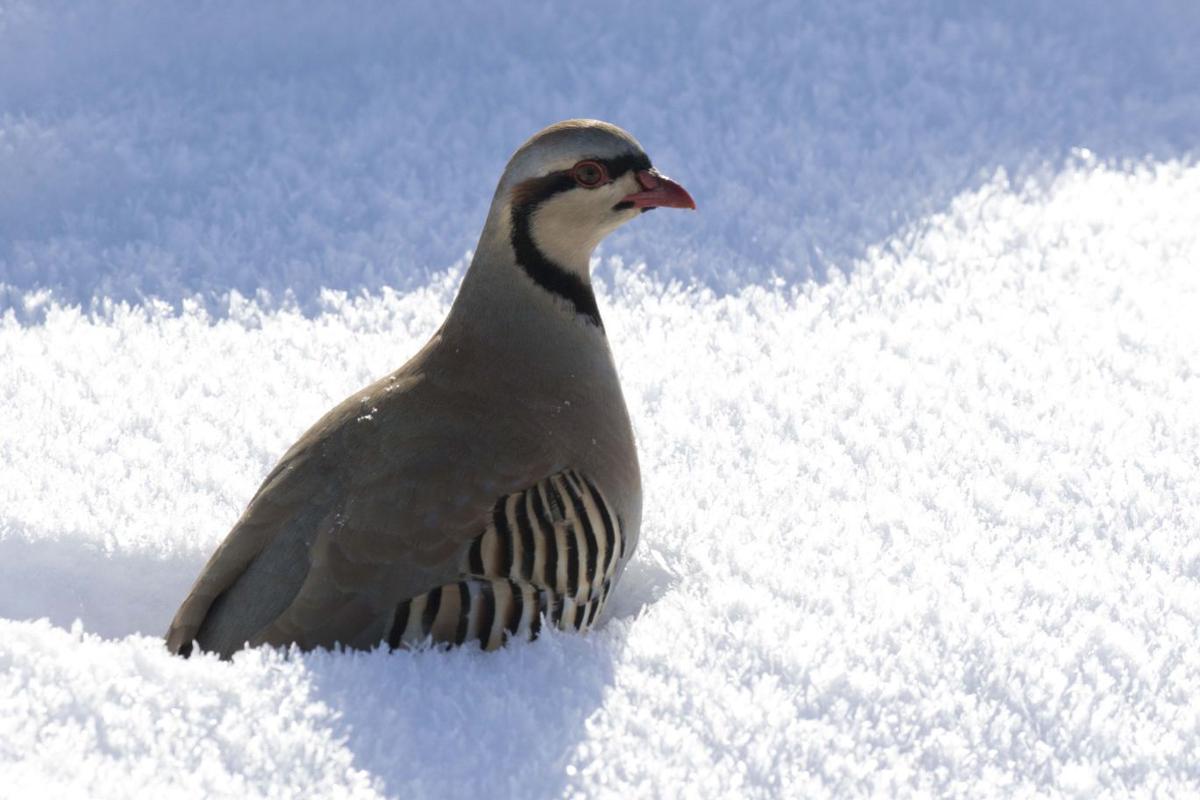 Brave the cold Wyoming's upland game bird numbers are strong Open