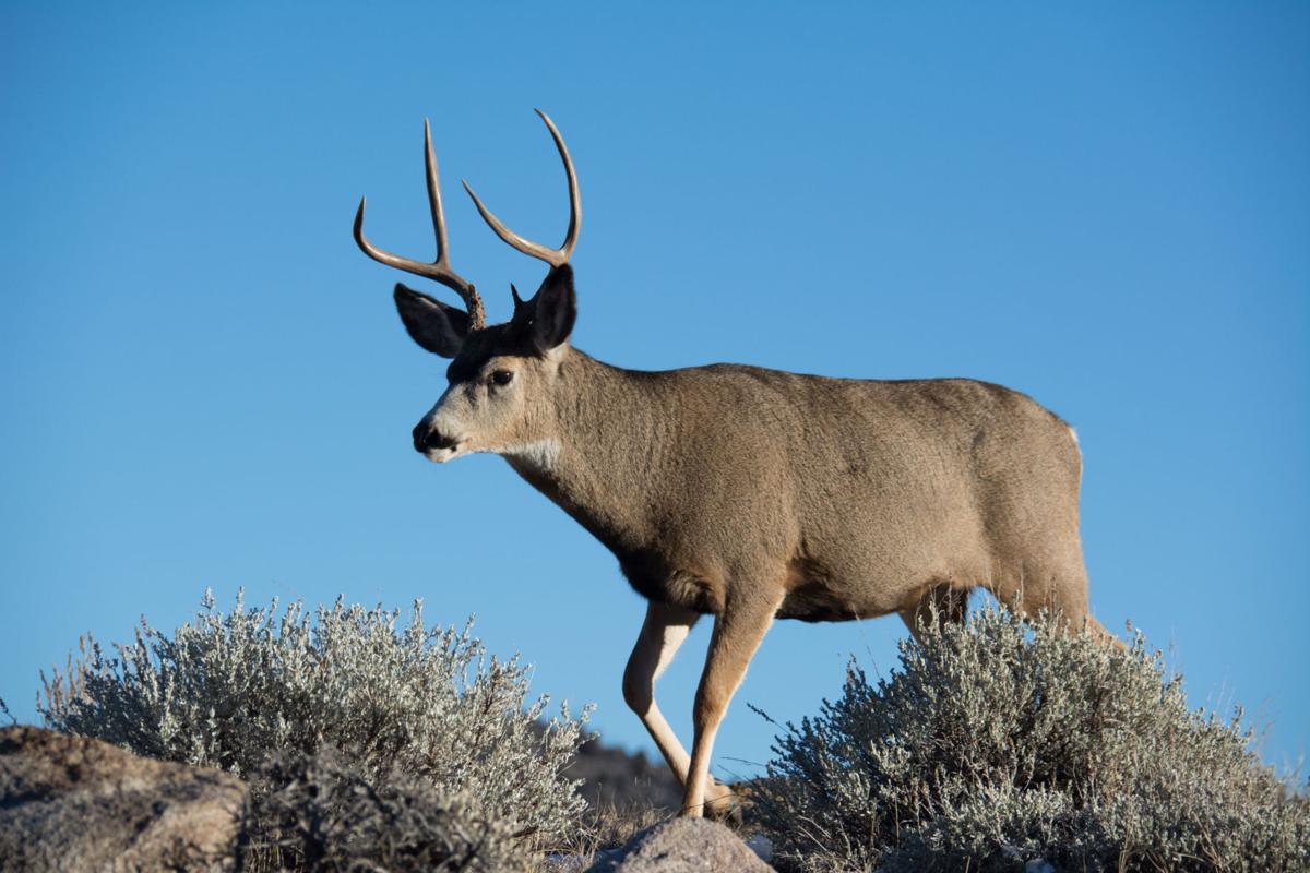 Mule deer