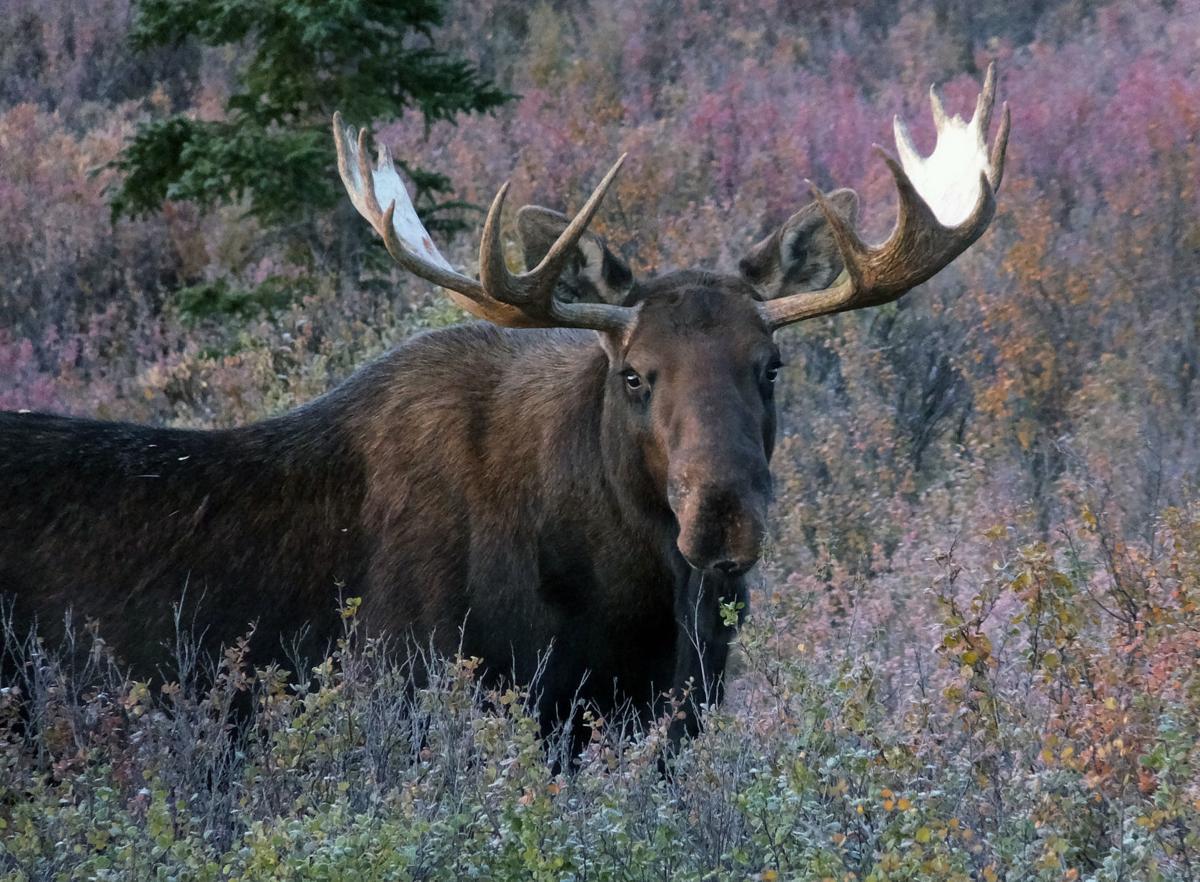 Special Permit Lets Disabled Veterans Hunt Moose On Alaska Missile Defense Base Open Spaces Trib Com